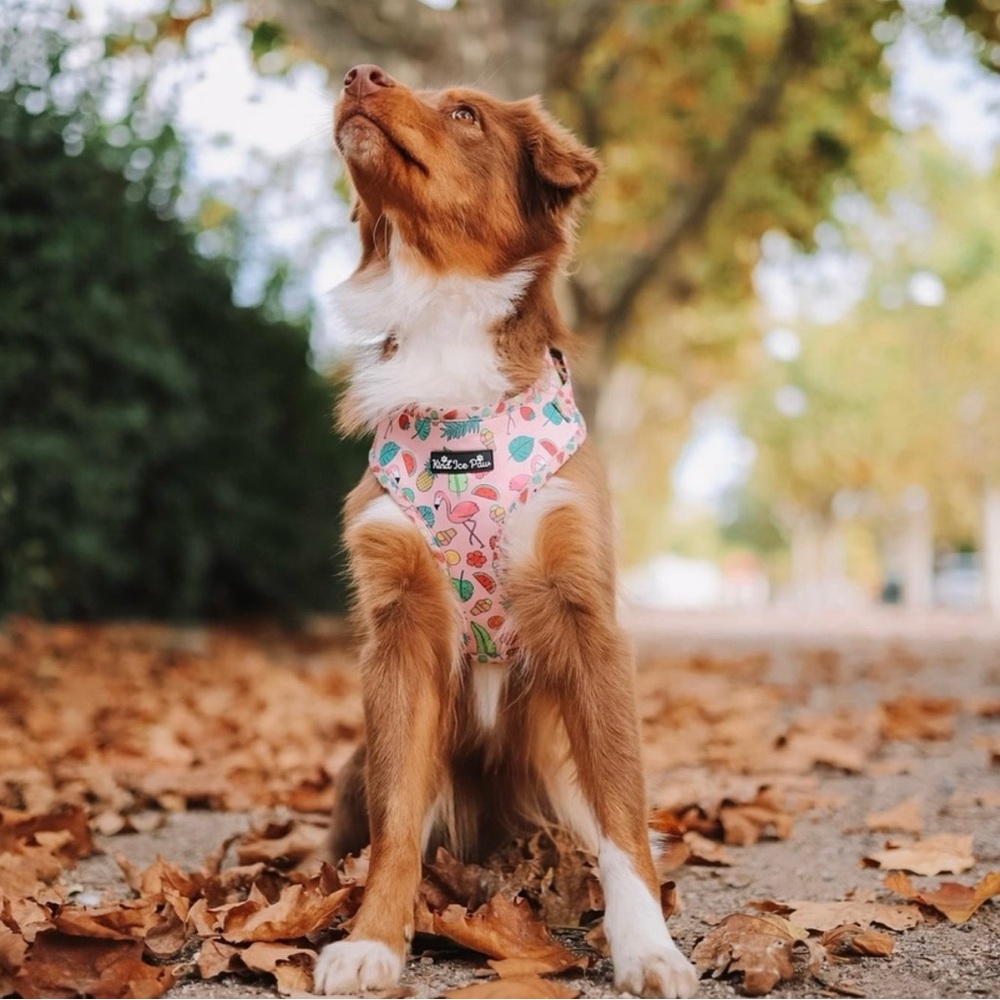 Stylish Pink Dog Harness- No Pull Adjustable - Size M